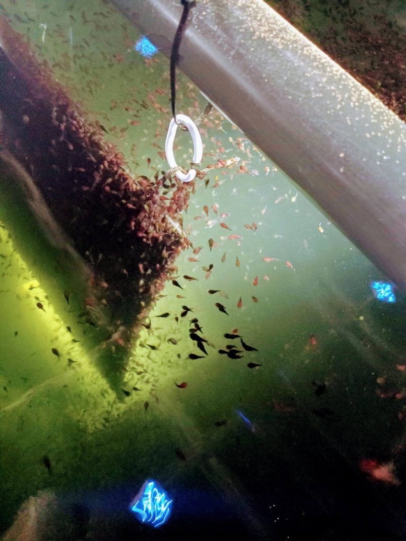 Lumpfish in nursery tanks