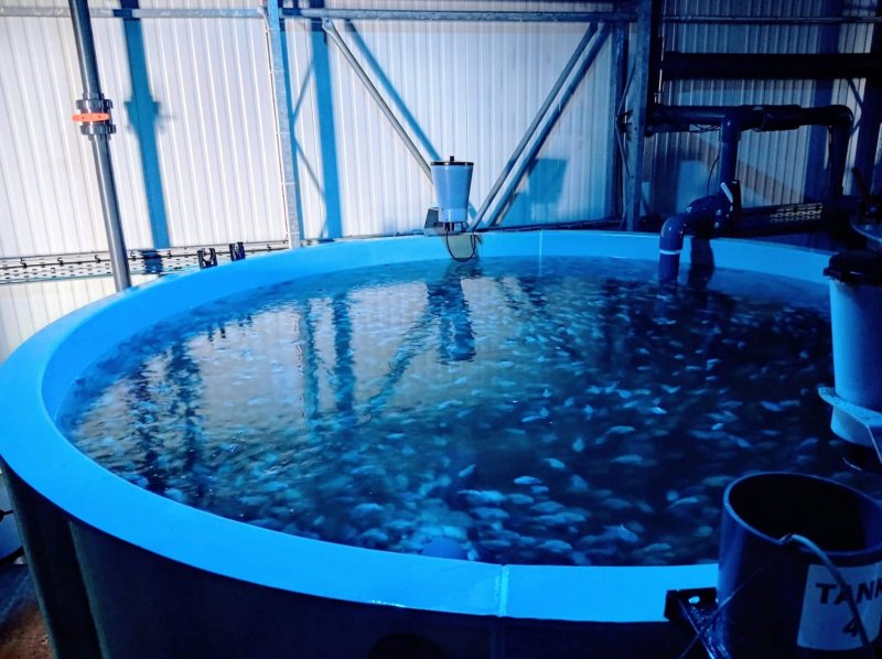 One of the large nursery tanks with lumpfish approaching saleable size
